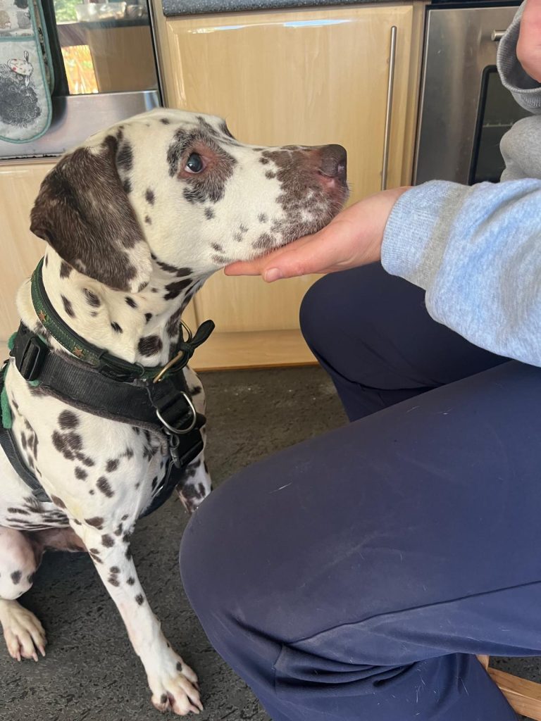 Wags without Walks activity