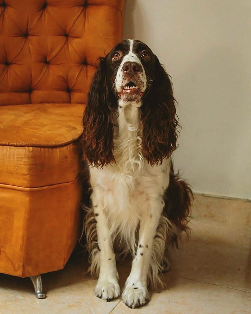 dog, nature, puppy, animal, canine, bark, pet, portrait