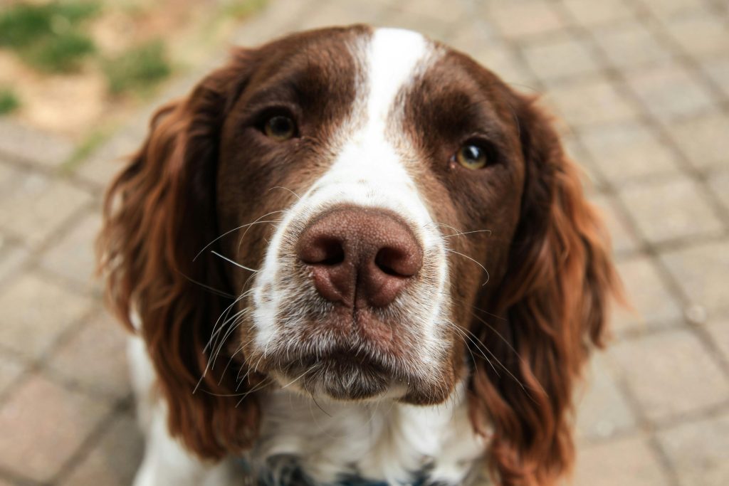 Close-up photo of a cute Springer Spaniel dog showing its detailed snout and magnificent fur.