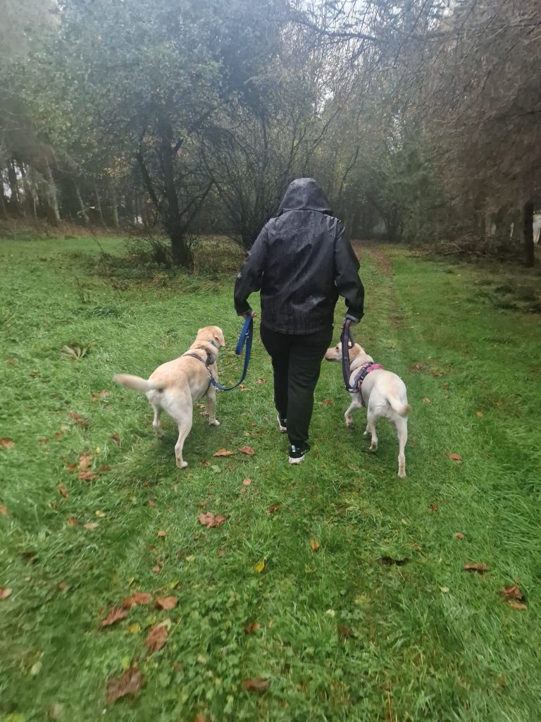 wet dog walk