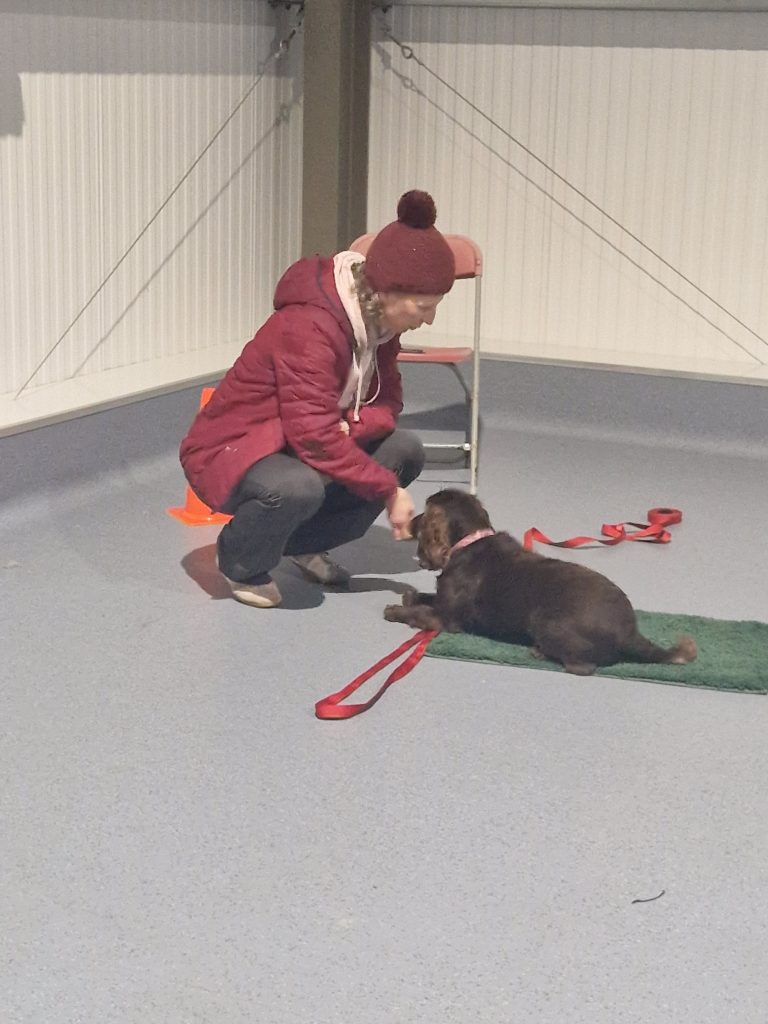 Dog enrichment membership