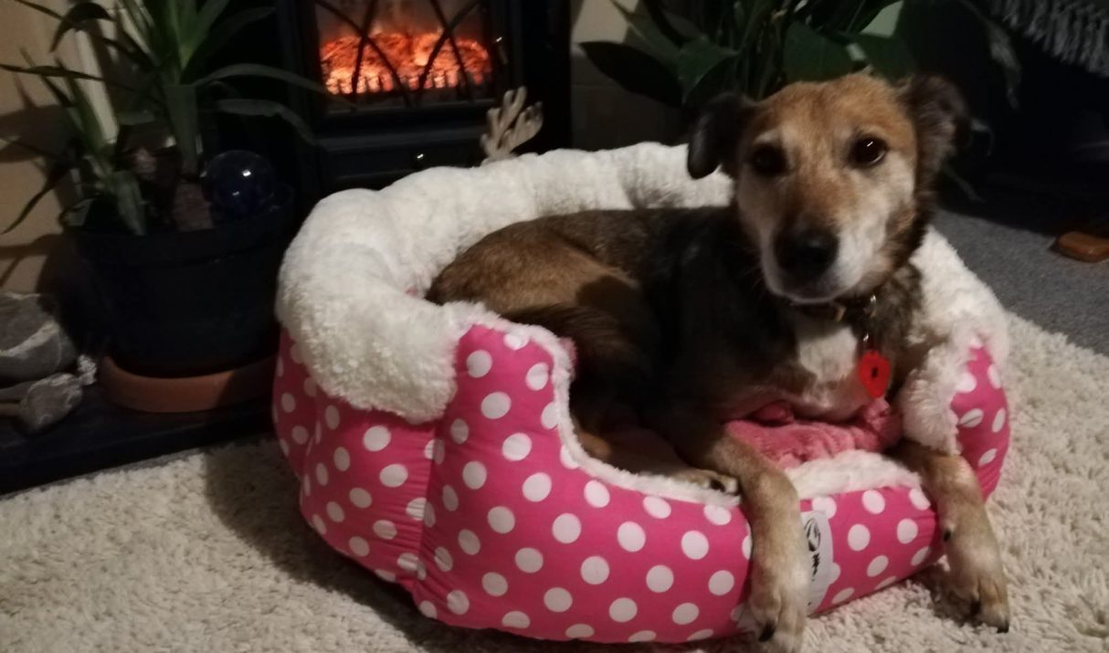 How to have a calm dog without walks