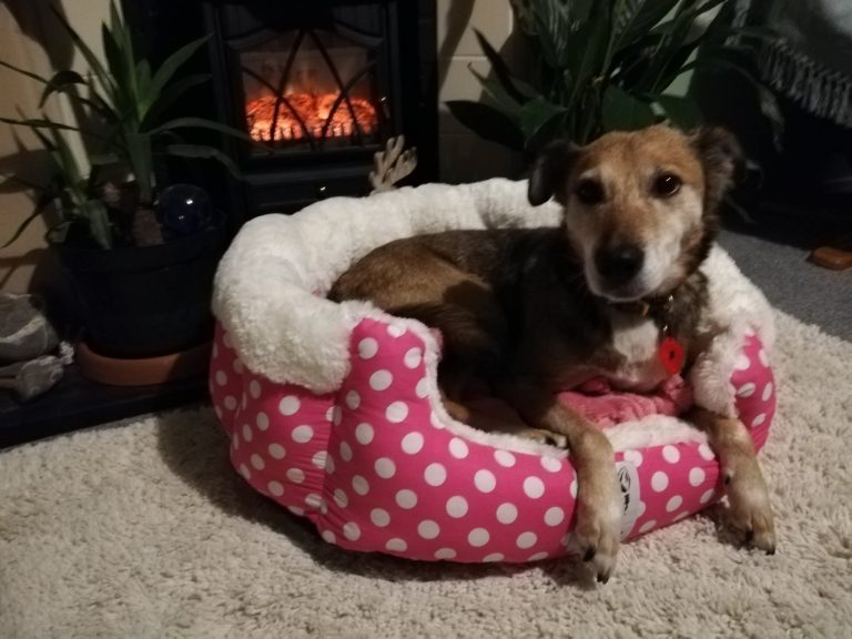 How to have a calm dog without walks