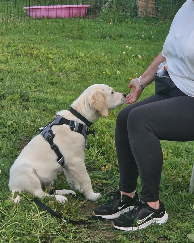 Dog enrichment membership