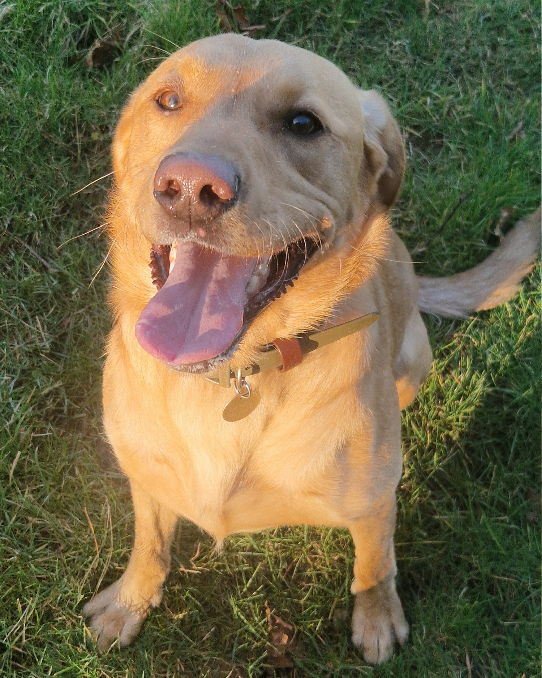 Dexter the Chihuahua