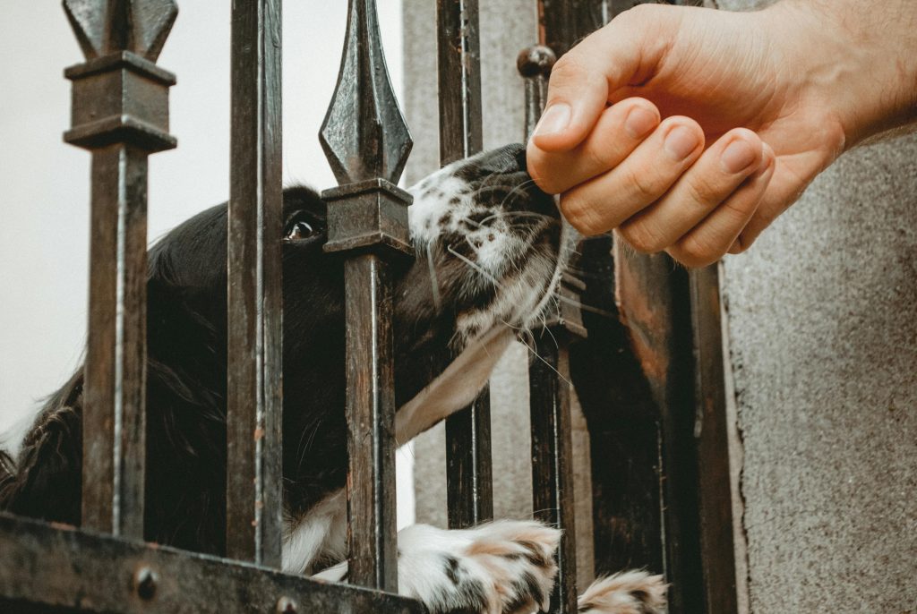 A dog's curious interaction through a metal gate, touching a human hand.