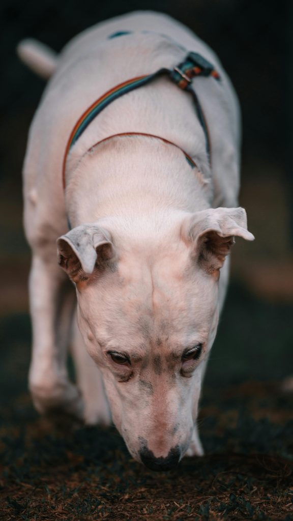 A curious dog sniffing the ground in an outdoor setting.